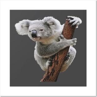 Koala Posters and Art